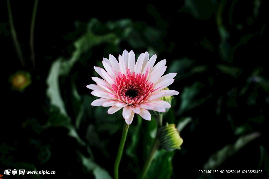非洲菊
