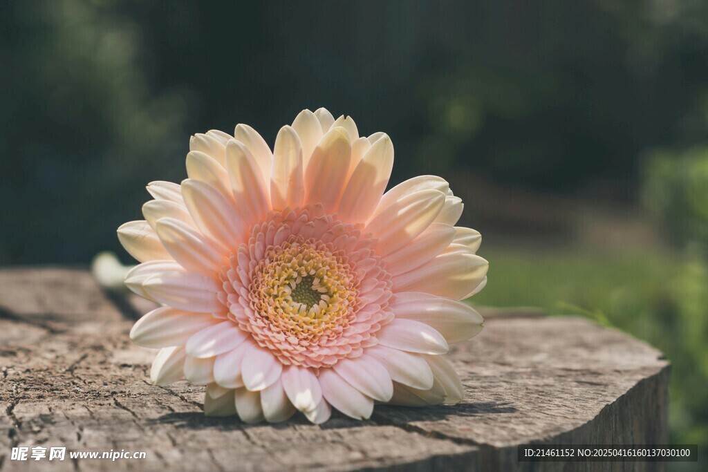 非洲菊