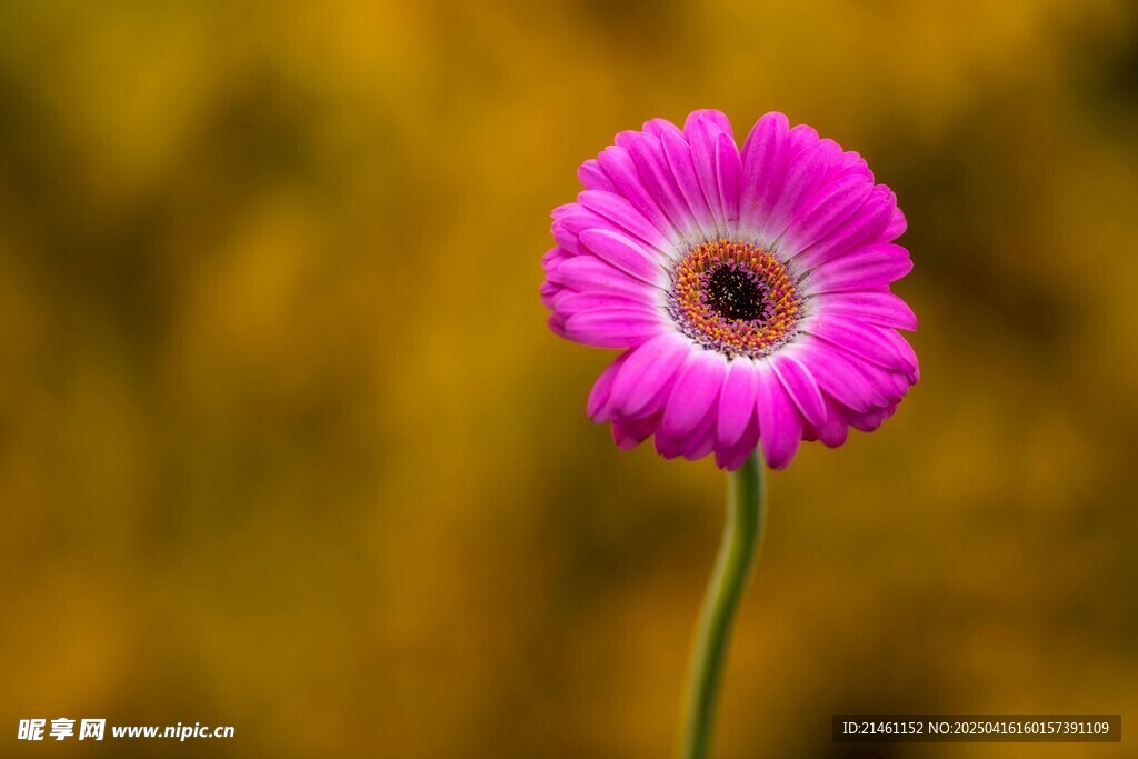 非洲菊