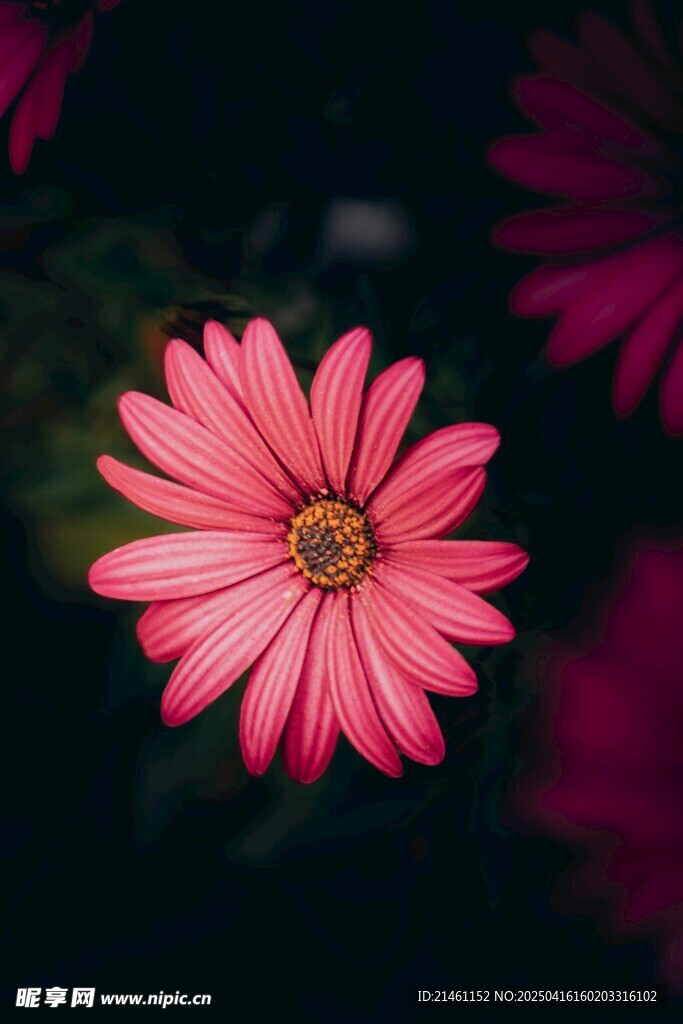 非洲菊