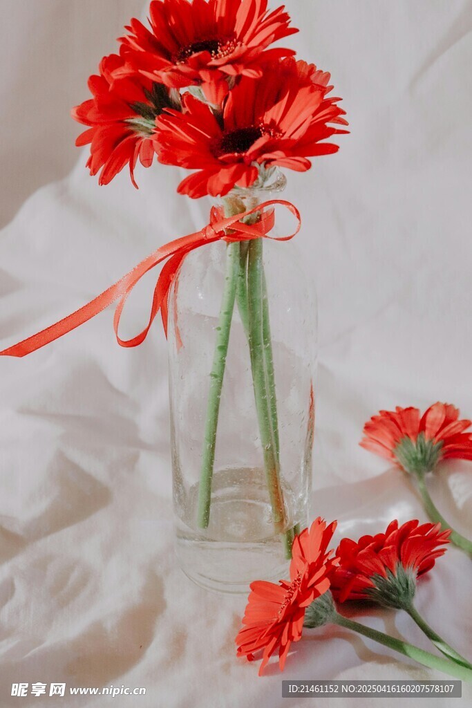 非洲菊