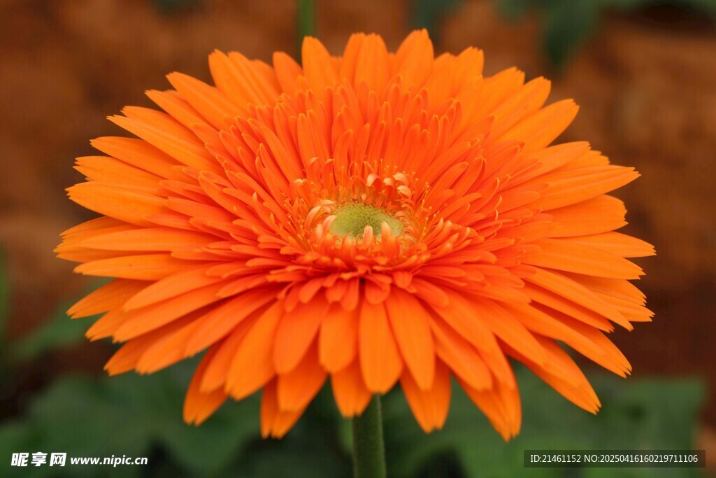 非洲菊