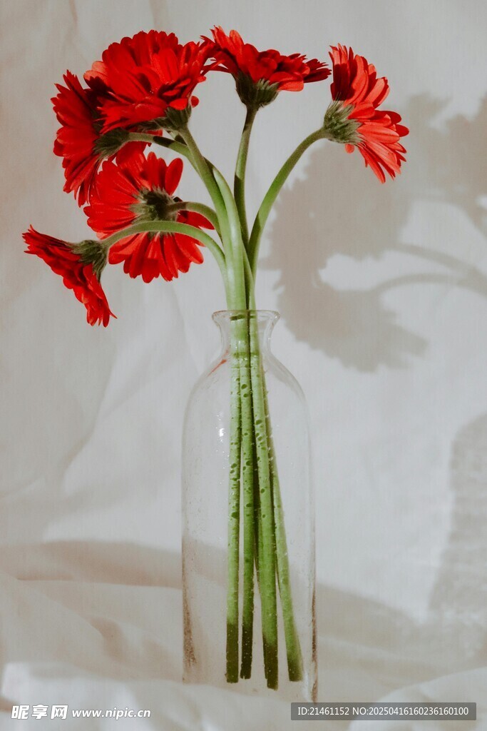 非洲菊