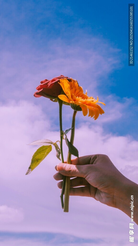 非洲菊