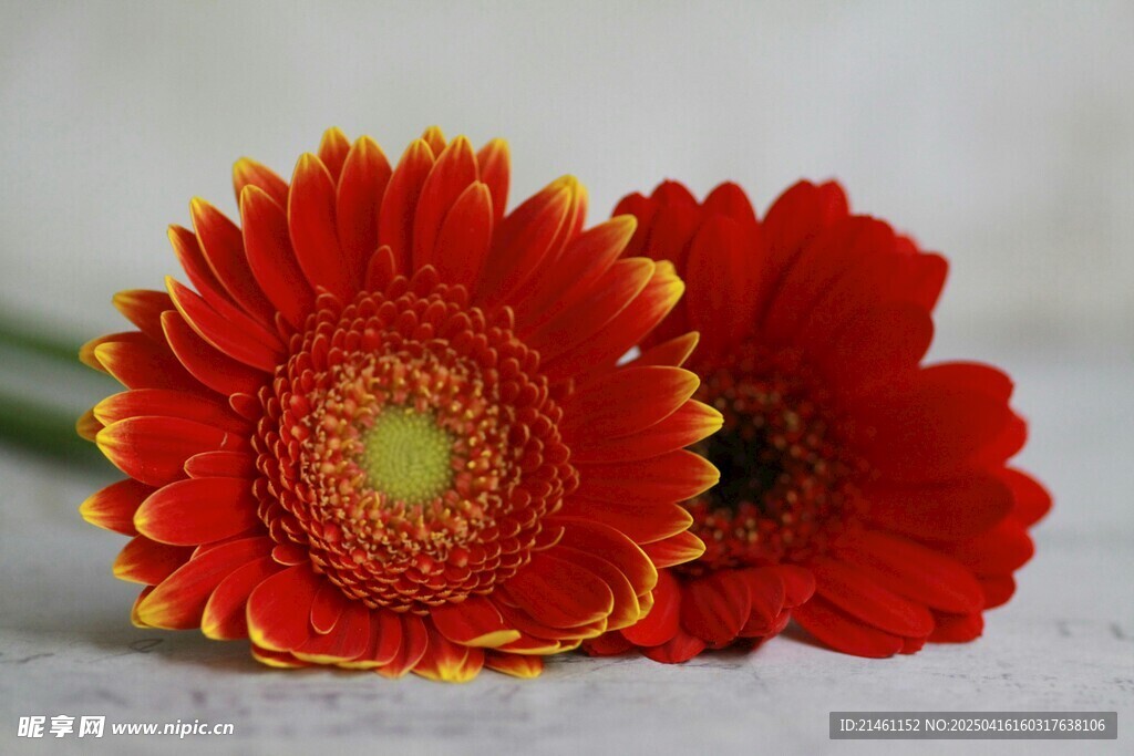 非洲菊