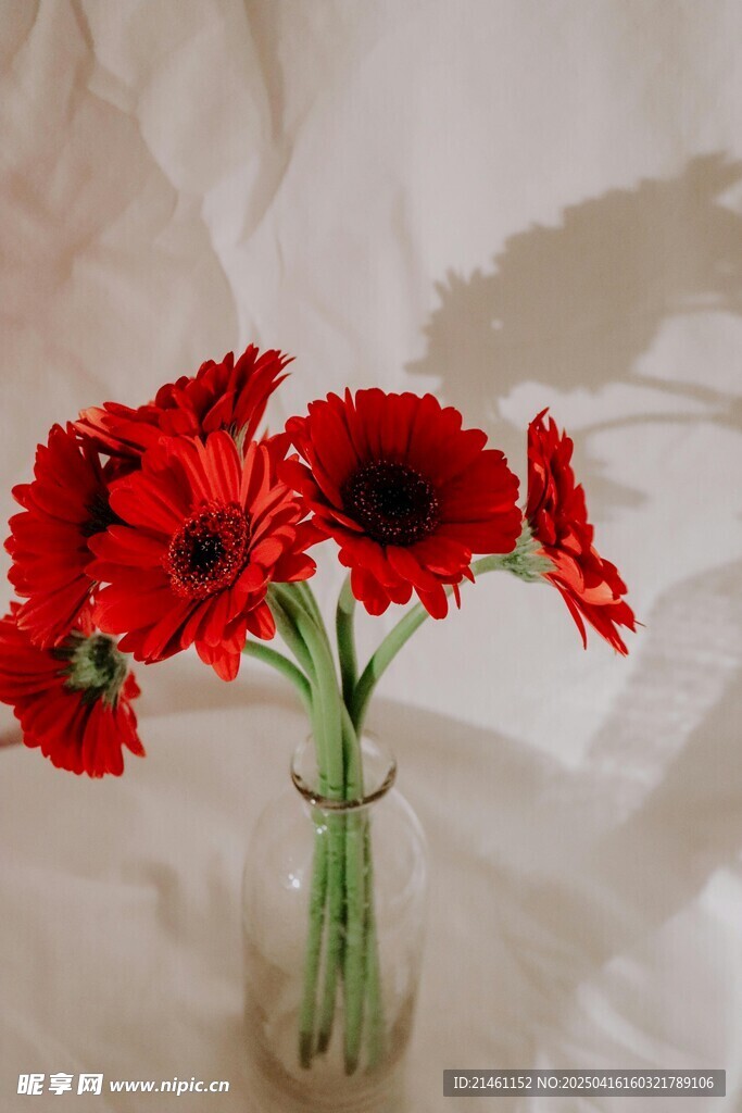 非洲菊