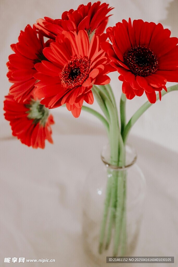 非洲菊