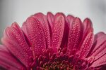 非洲菊
