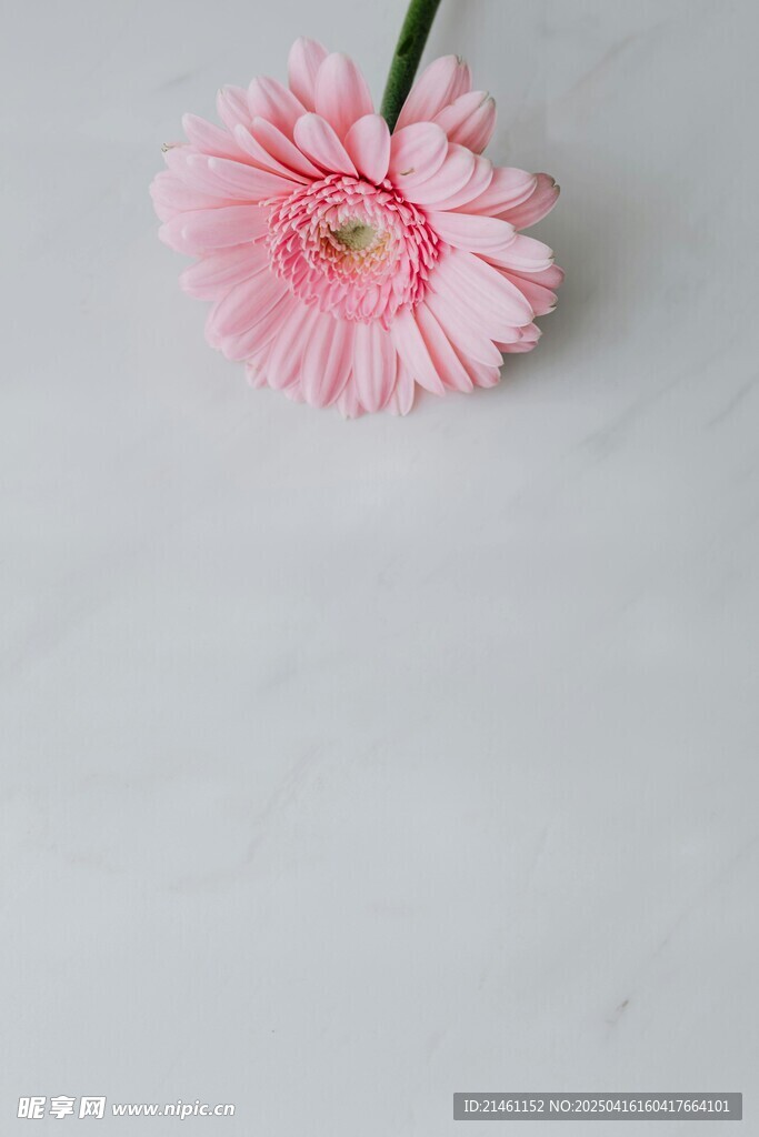 非洲菊