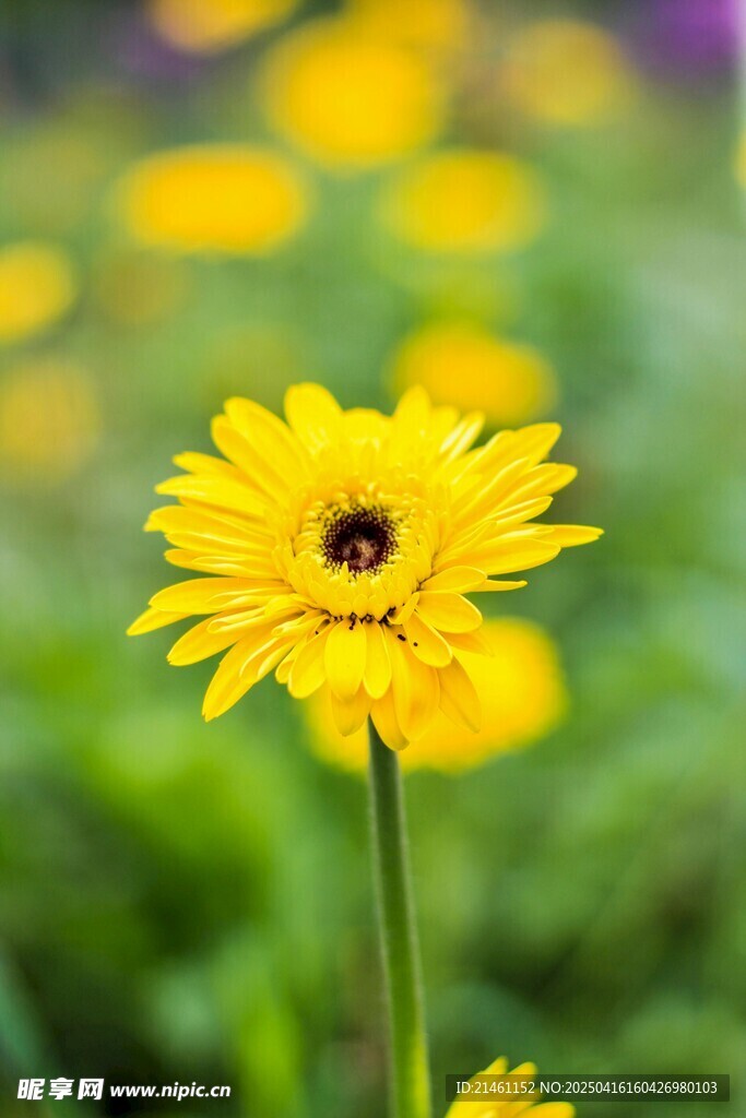 非洲菊