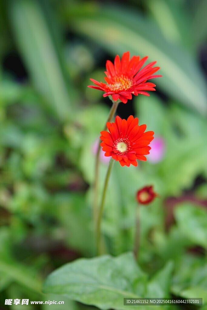 非洲菊