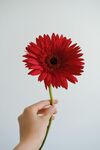 非洲菊