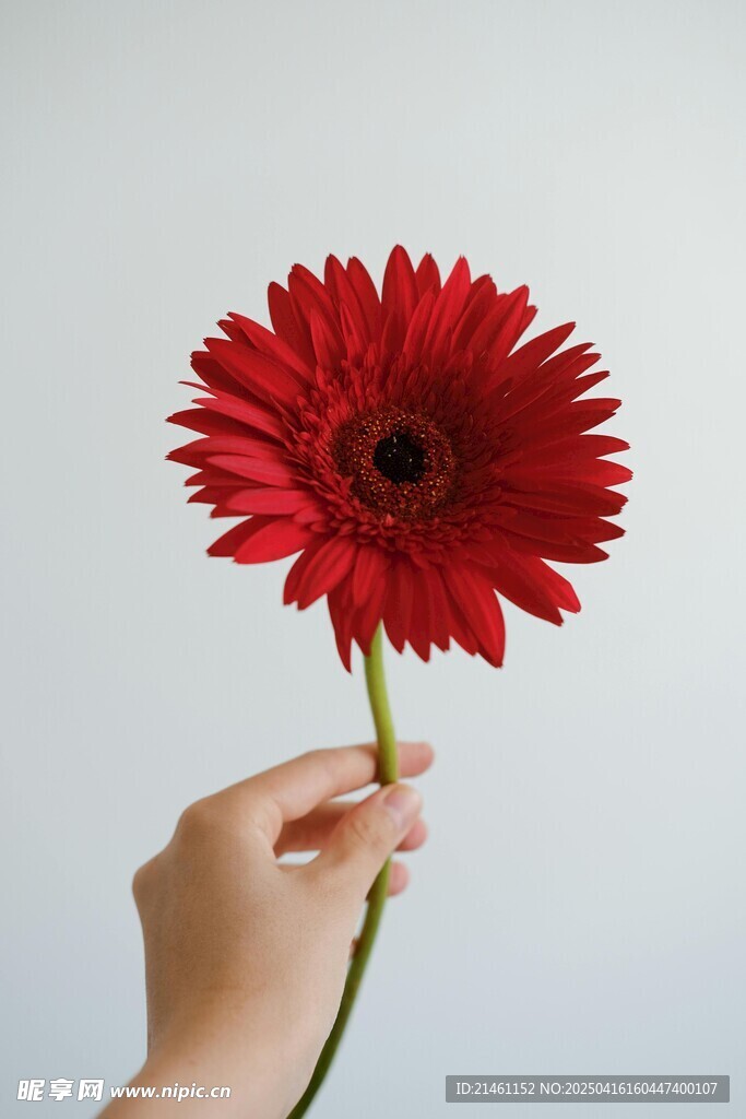 非洲菊