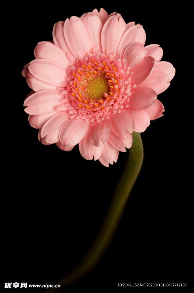 非洲菊