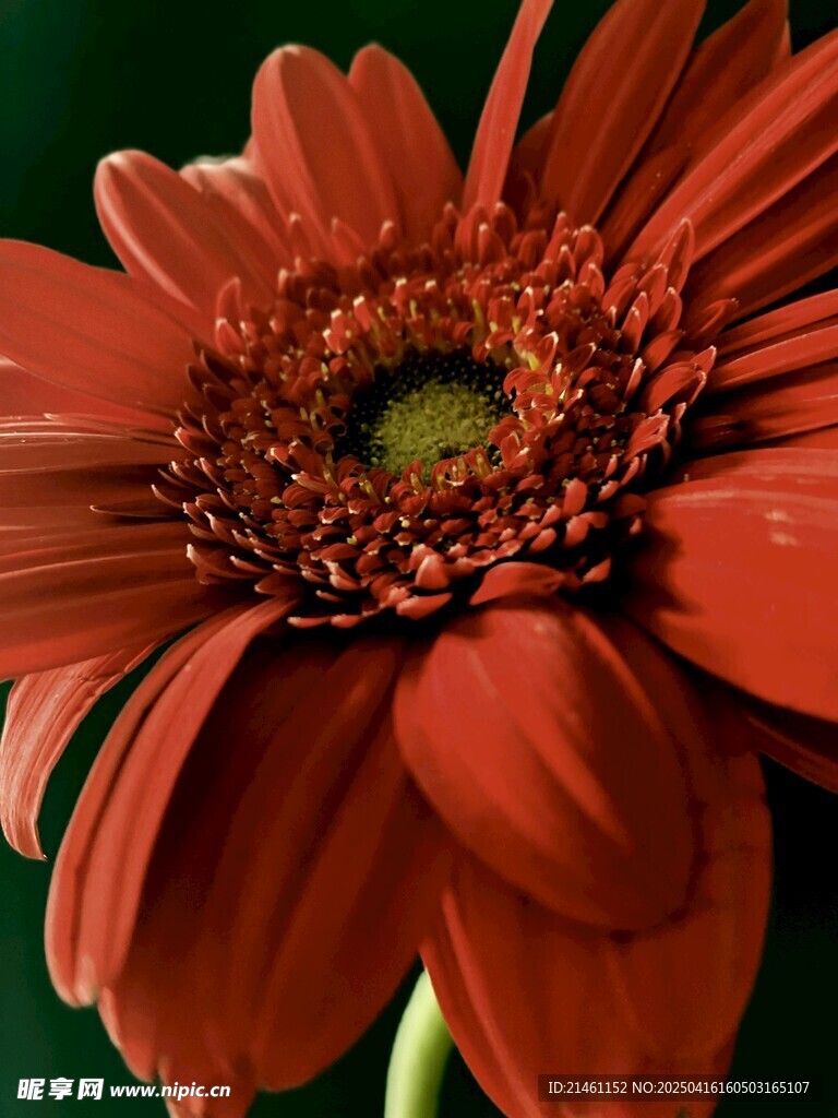 非洲菊