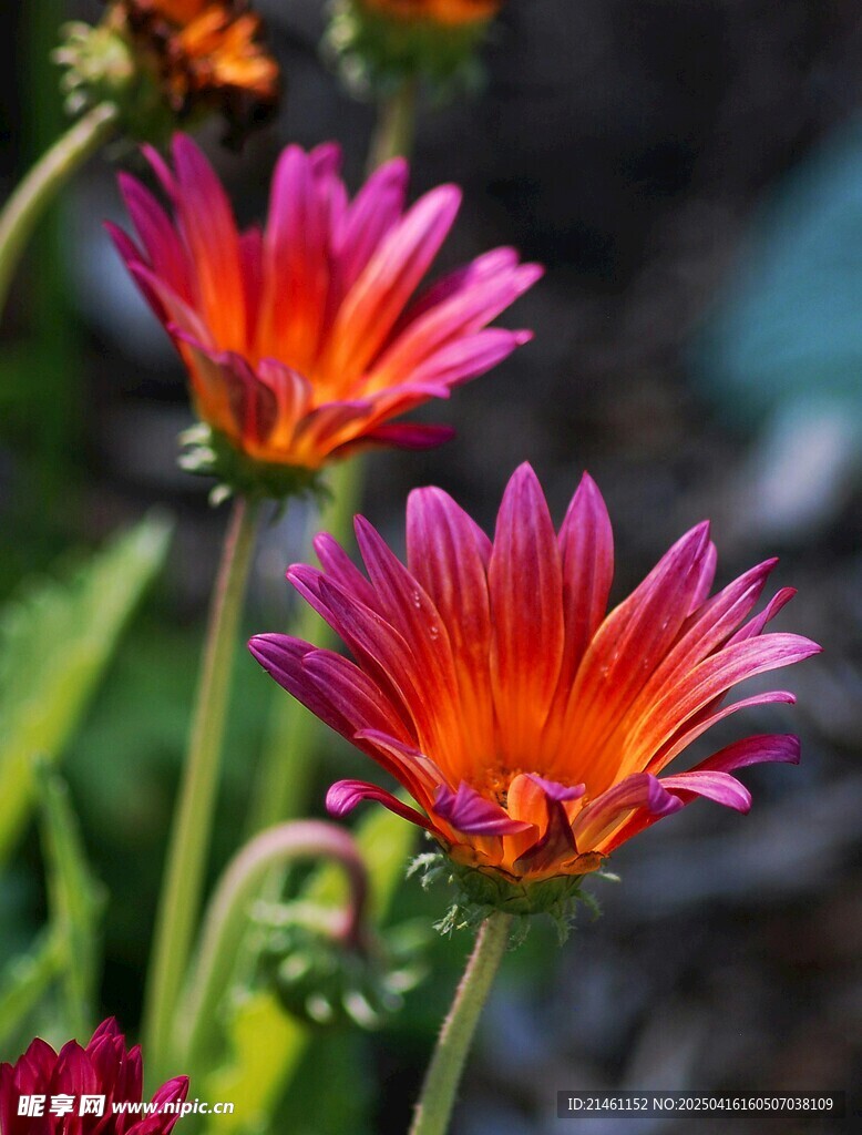 非洲菊