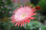 非洲菊