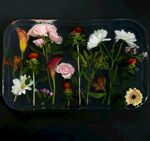 非洲菊