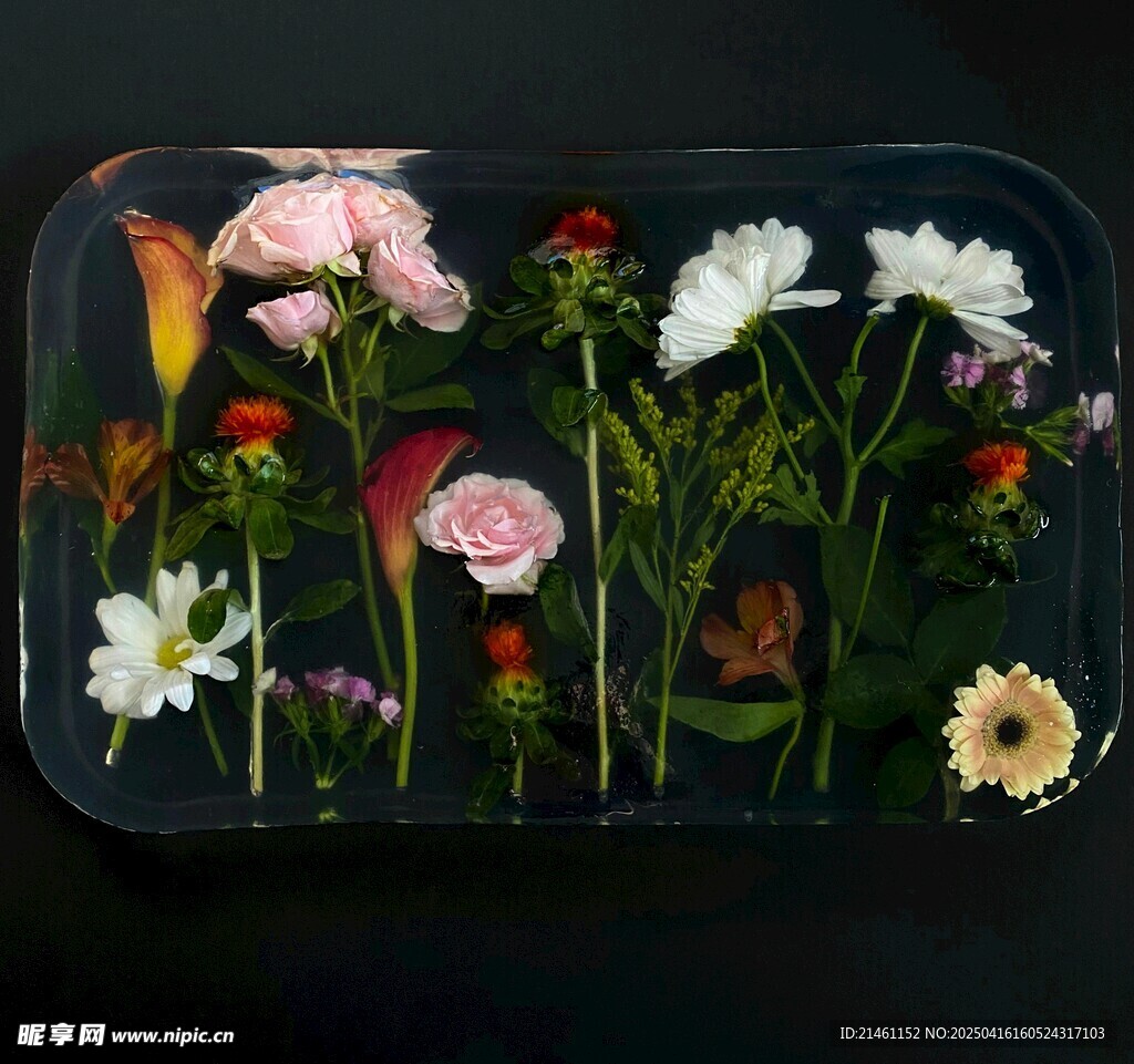 非洲菊