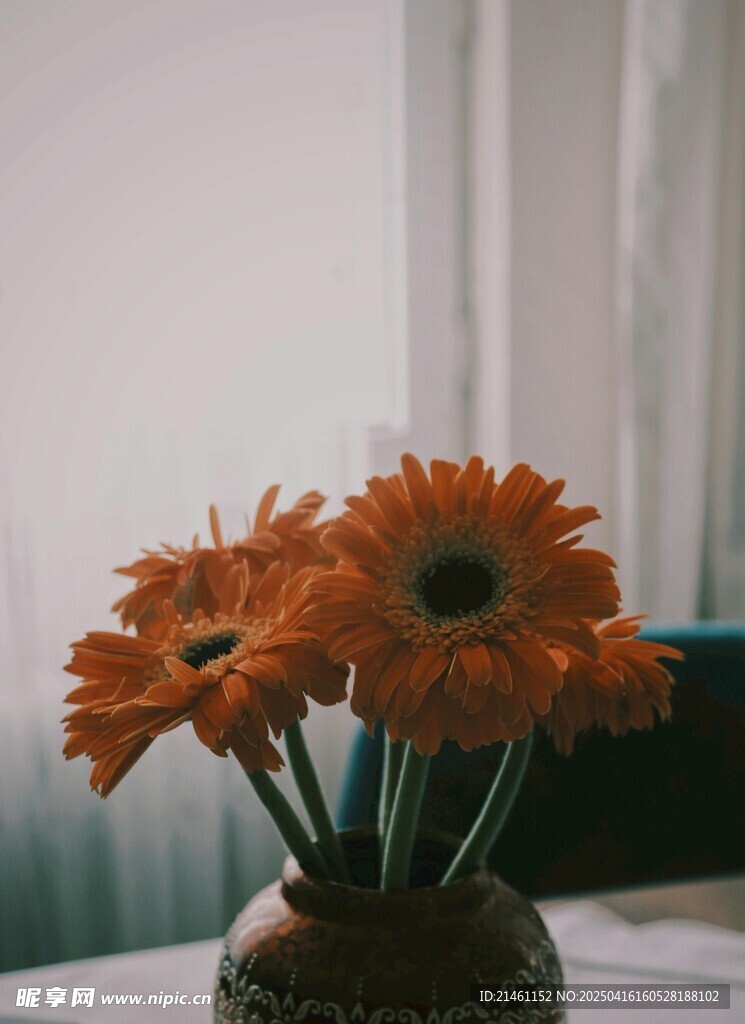 非洲菊