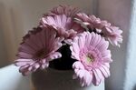 非洲菊