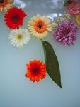 非洲菊