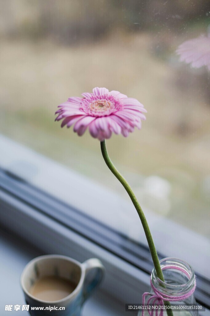 非洲菊