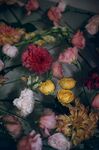 非洲菊
