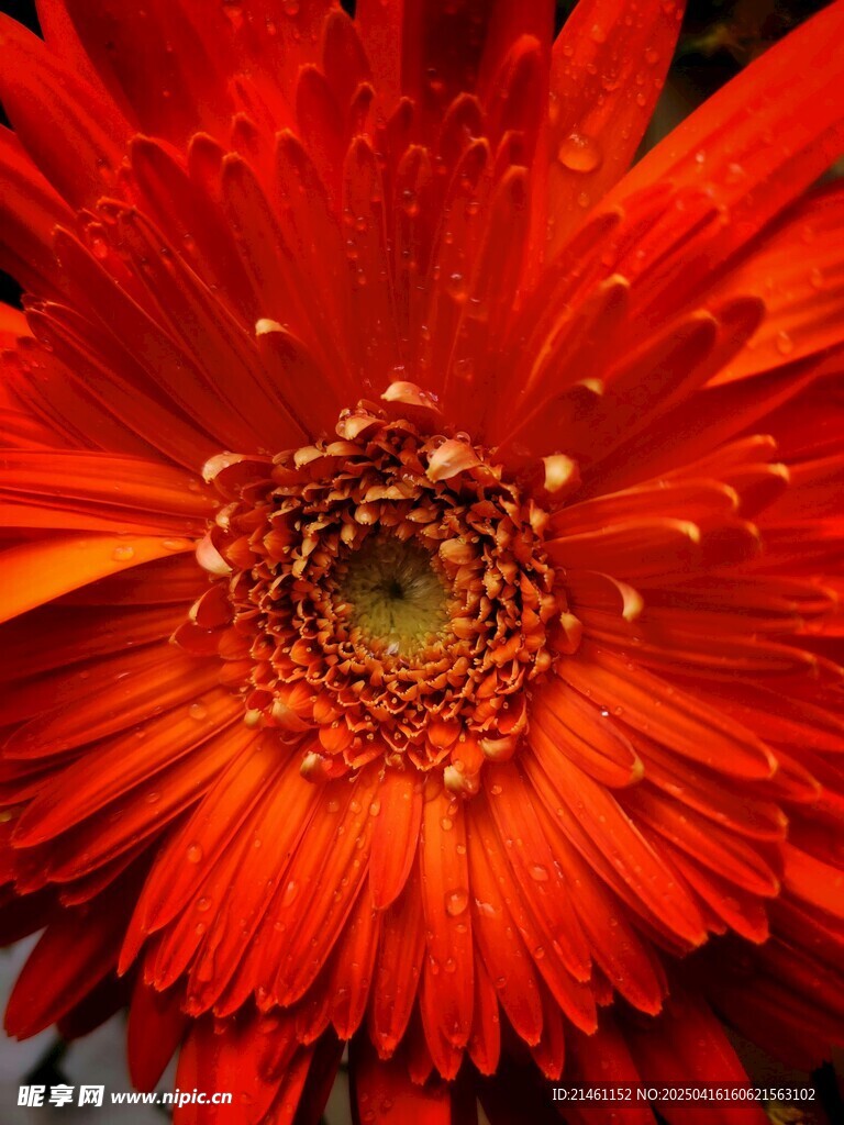 非洲菊