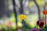 非洲菊