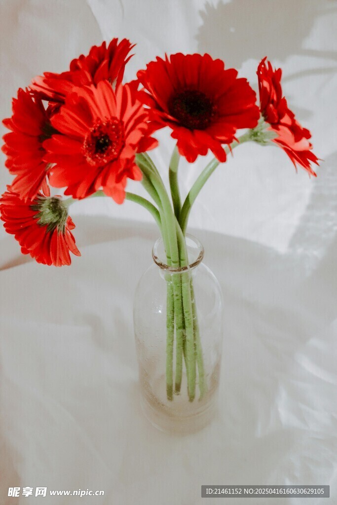 非洲菊