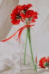 非洲菊