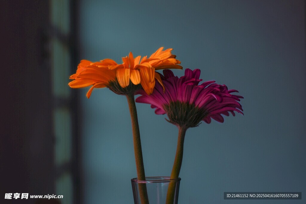 非洲菊