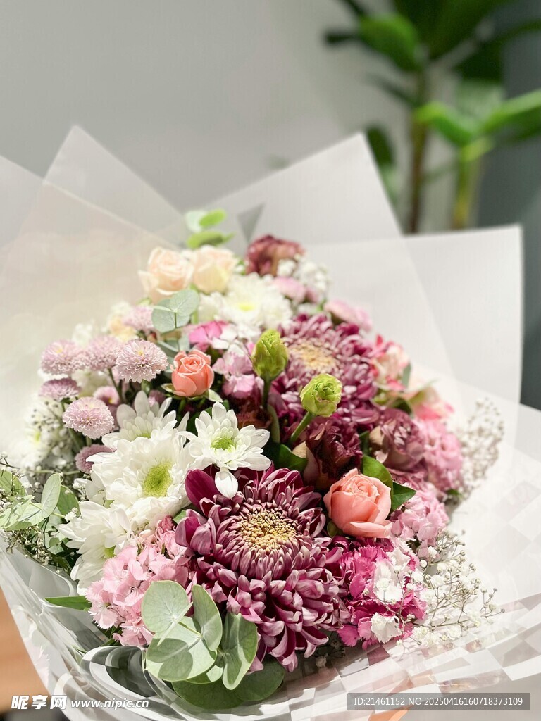 非洲菊