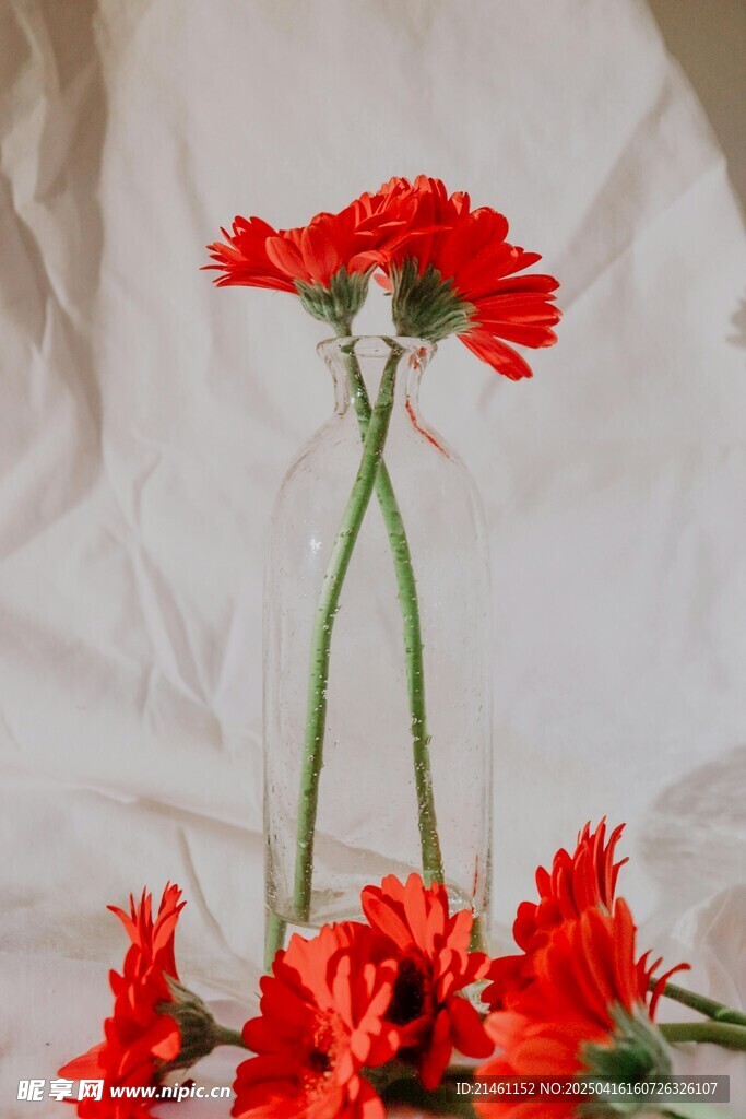非洲菊