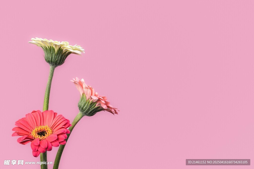 非洲菊