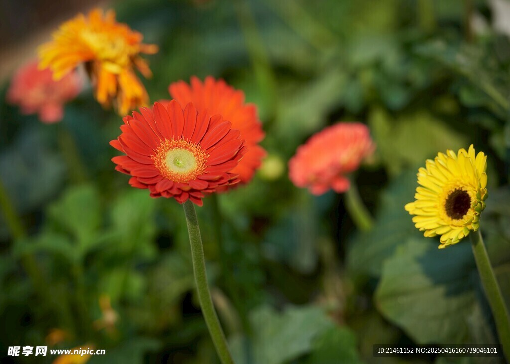 非洲菊