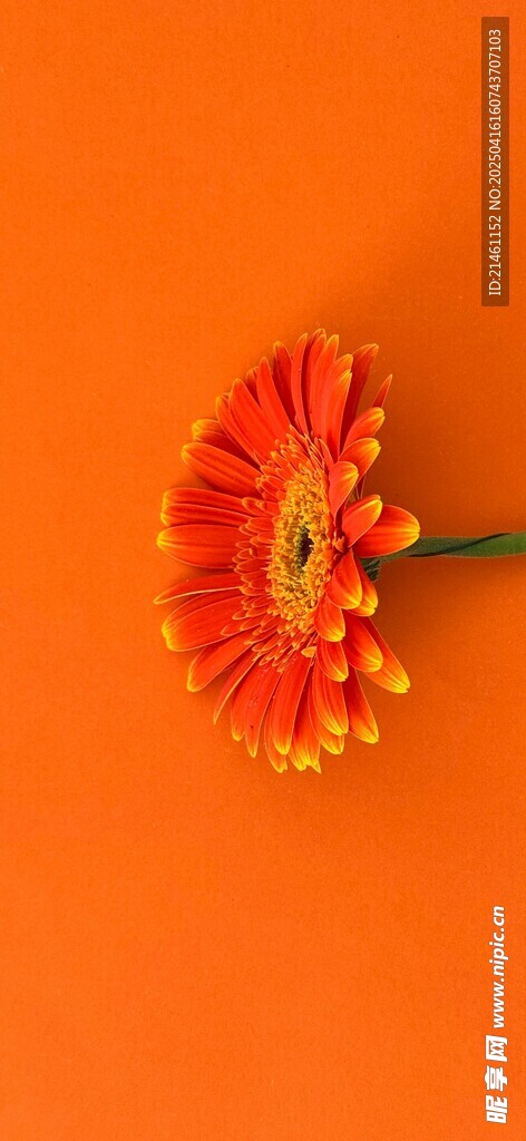 非洲菊