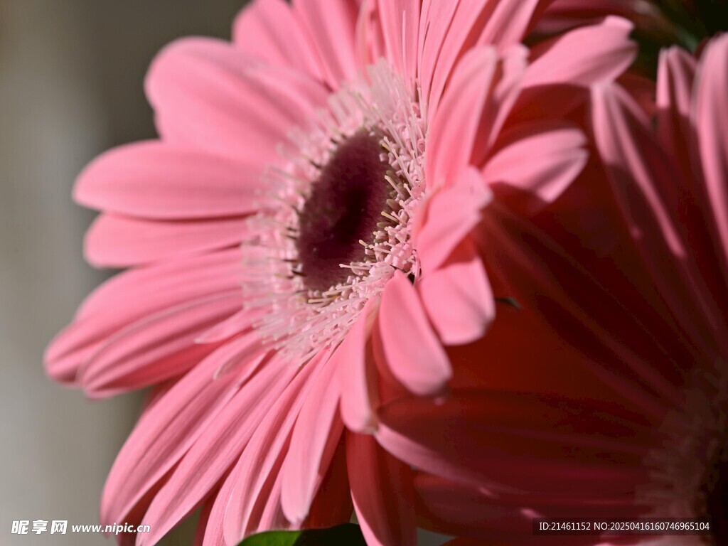非洲菊