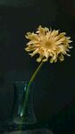 非洲菊