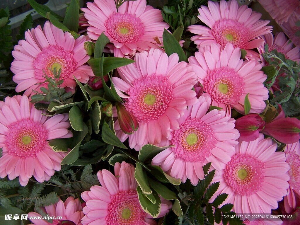 非洲菊