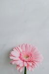 非洲菊