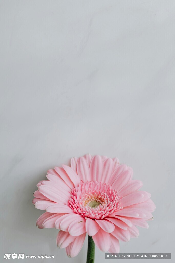 非洲菊