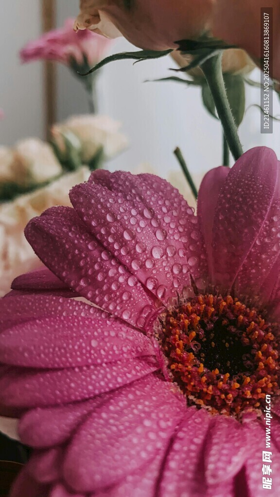 非洲菊