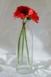 非洲菊