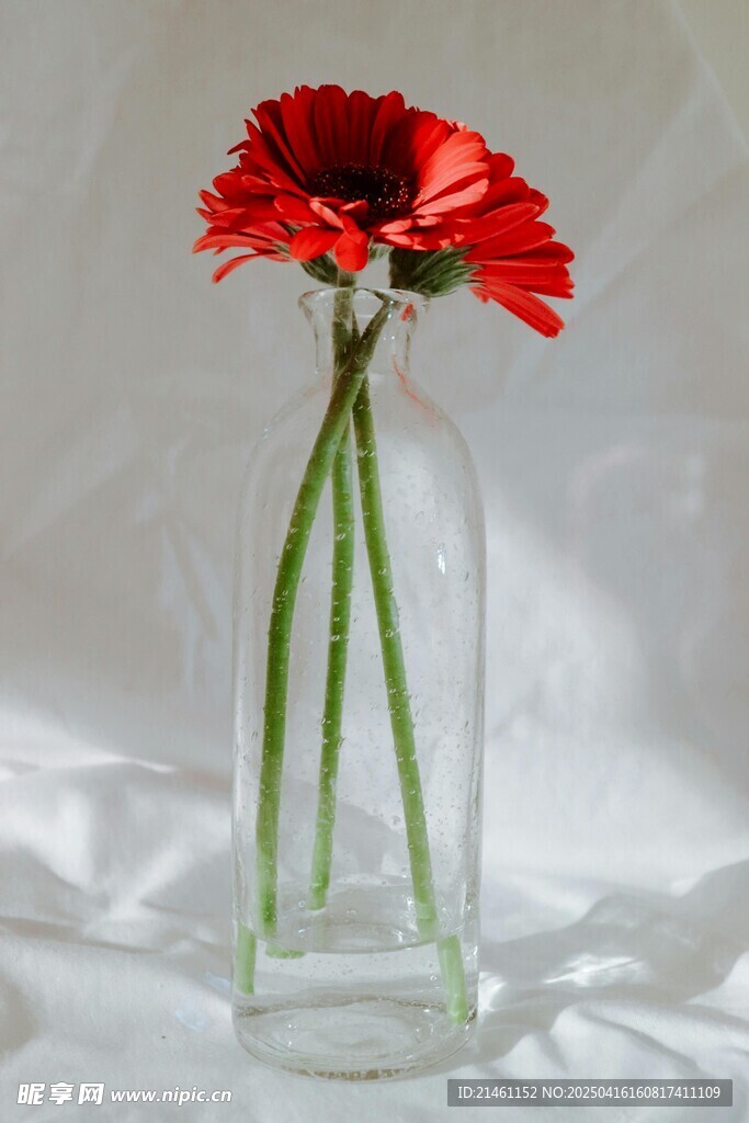 非洲菊