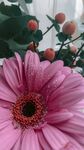 非洲菊