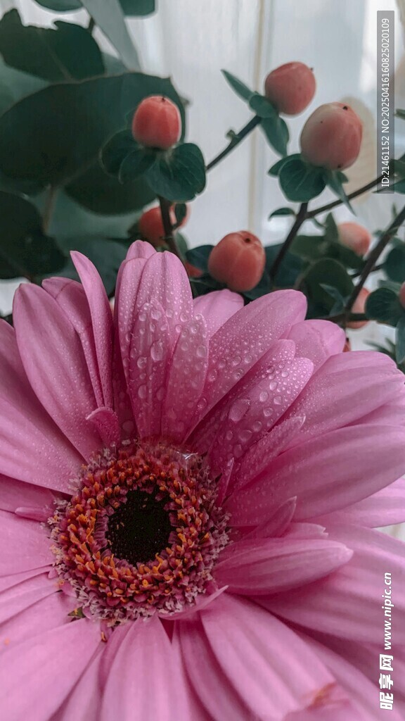 非洲菊