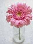 非洲菊