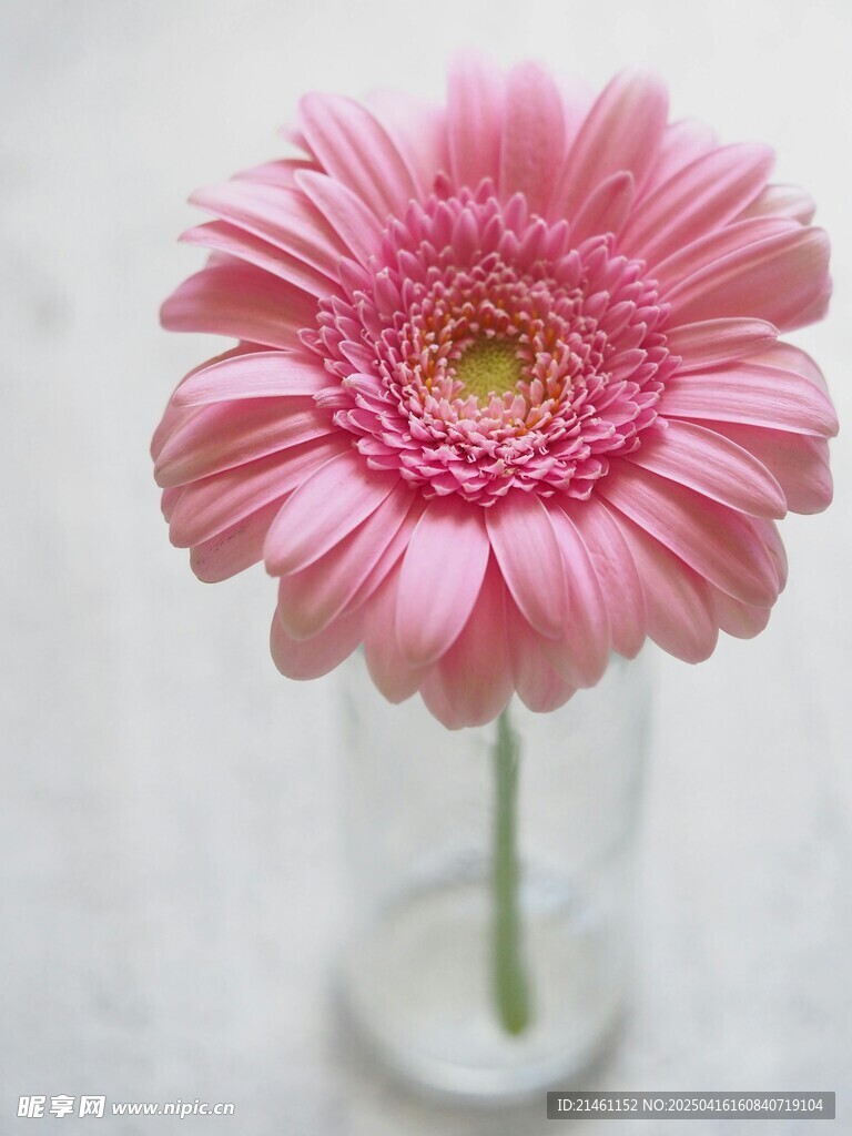 非洲菊